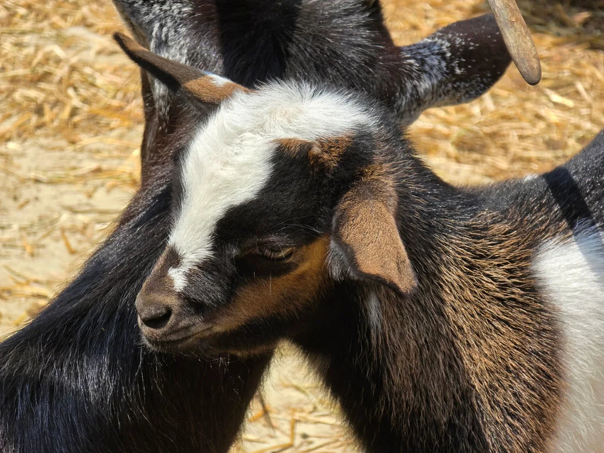 Planning a Farm Field Trip in Ontario: A Teacher's Guide