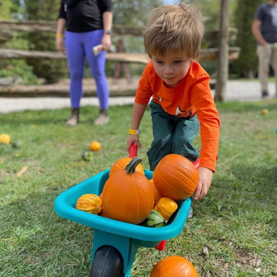 Boy pushing a wheelbarrow full of pumpkins, in the pumpkin patch, during the pumpkin festival