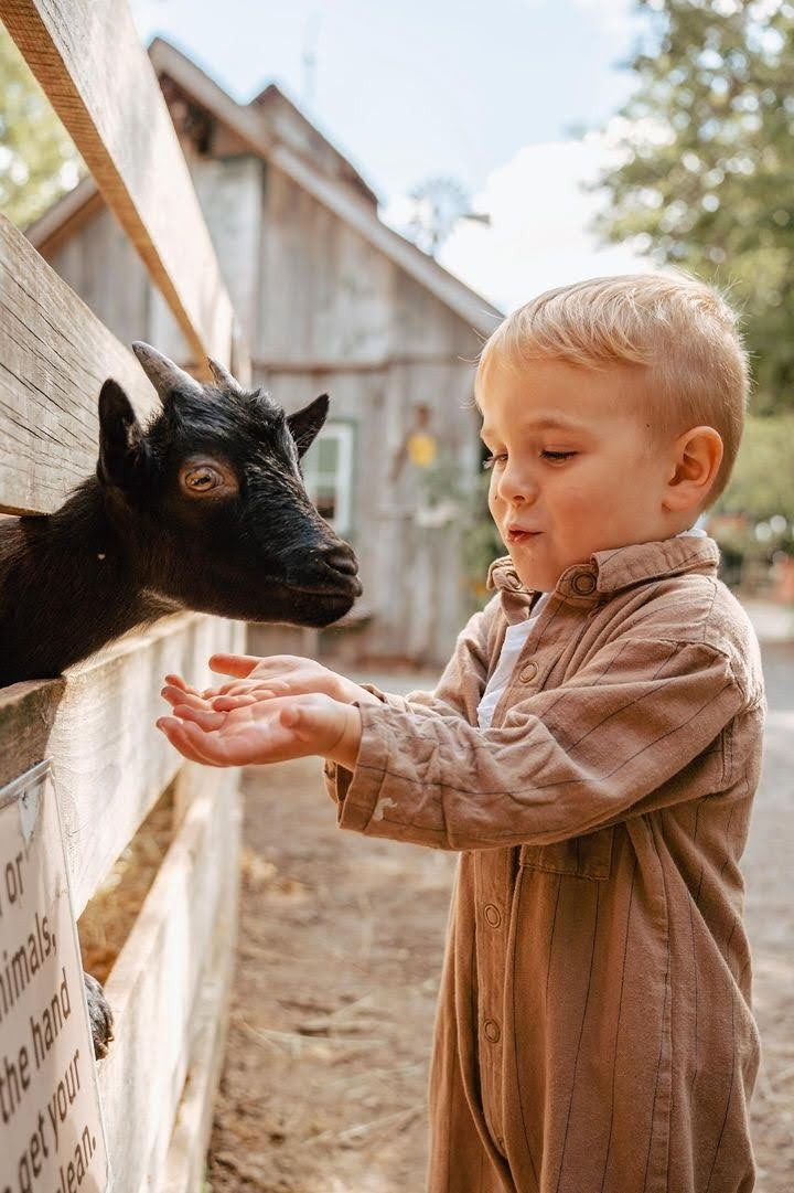 Young boy feeding a black goat through a wooden fence at Clovermead Adventure Farm’s animal barn | Petting Zoo | Farm Near Me | London Ontario | things to do with kids